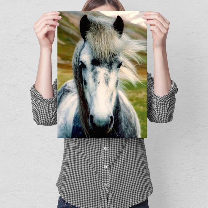 Plakat metalowy Dziki koń