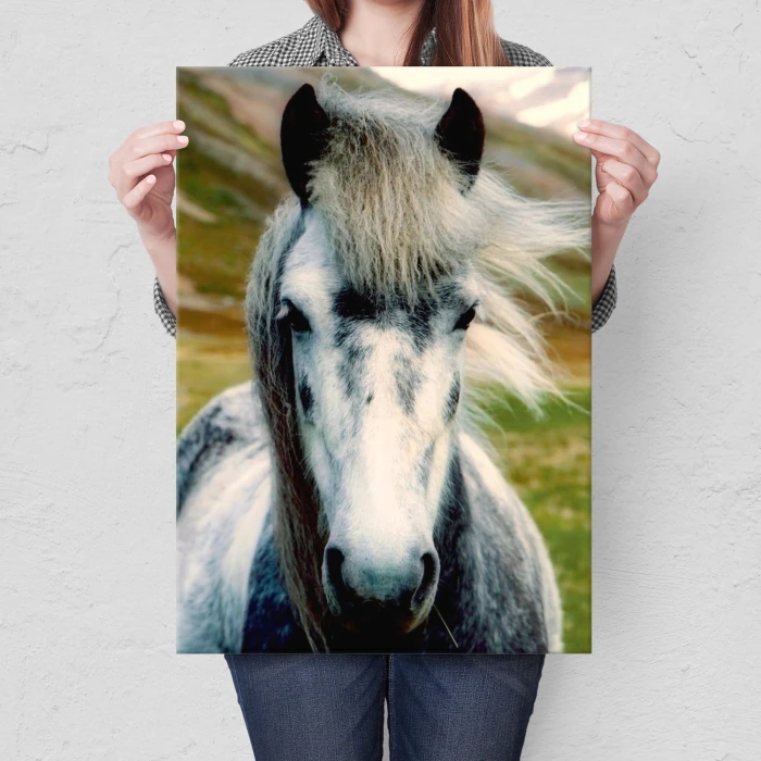 Plakat metalowy Dziki koń