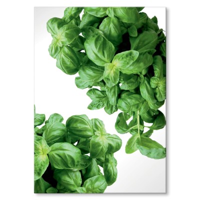 Plakat metalowy Zioła Bazylia