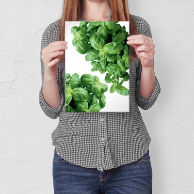 Plakat metalowy Zioła Bazylia