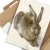 Poster metal Young Hare Durer gift