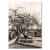 Poster metal Parsonag Garden van Gogh gift