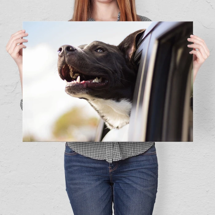 Poster metal Szczęśliwy pies gift