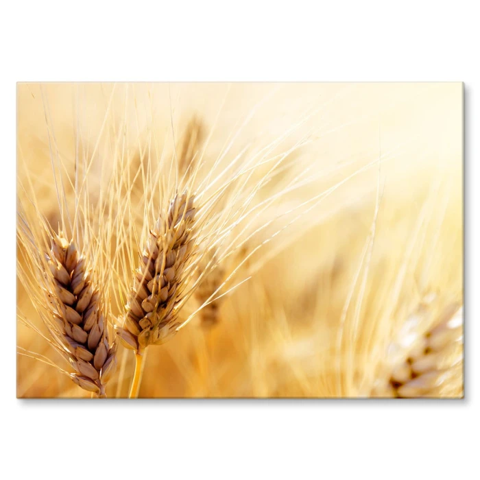 Plakat metalowy Kłosy zboża Prezent