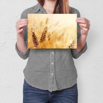 Poster metal Kłosy zboża gift