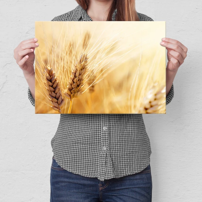 Plakat metalowy Kłosy zboża Prezent