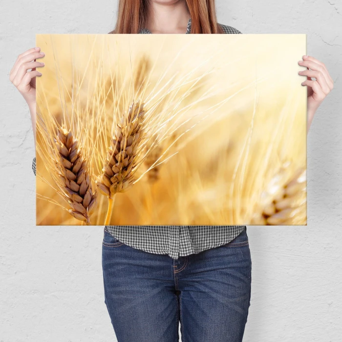 Plakat metalowy Kłosy zboża Prezent