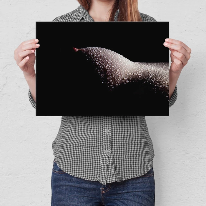 Poster metal Erotyk gift