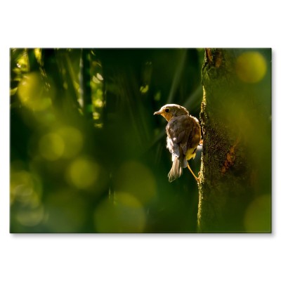 Poster metal Ptak na drzewie gift