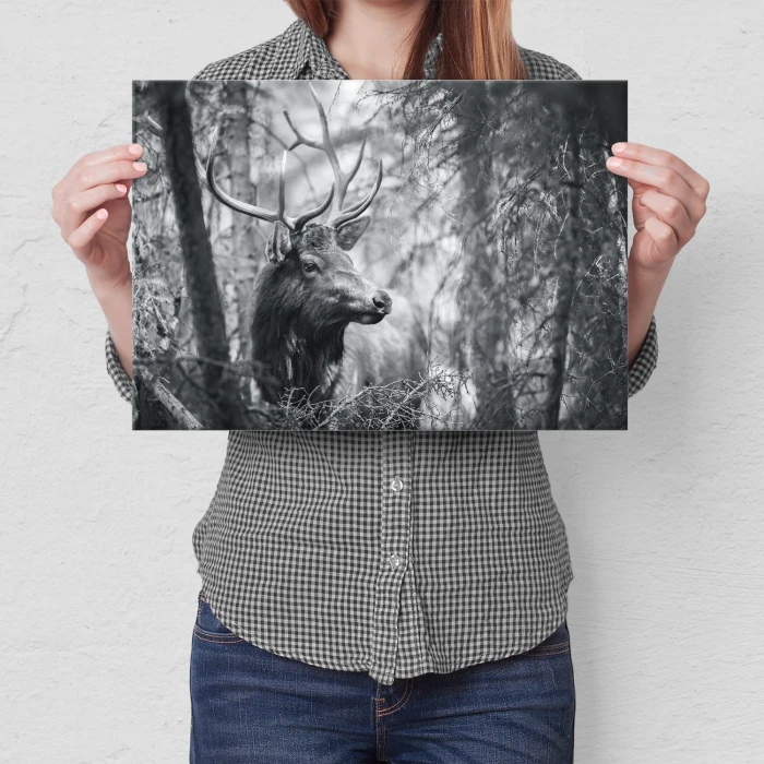 Poster metal Jeleń wśród drzew gift
