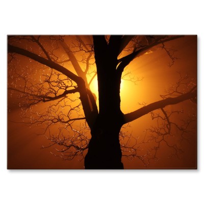 Poster metal Drzewo w promieniach gift