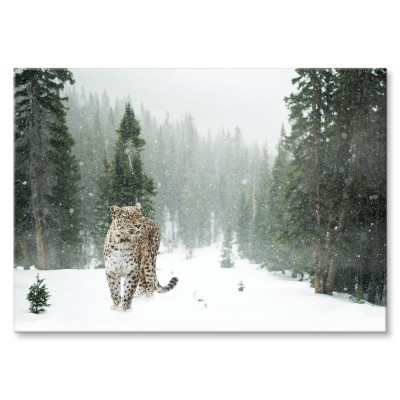 Poster metal Dziki kot w śniegu gift