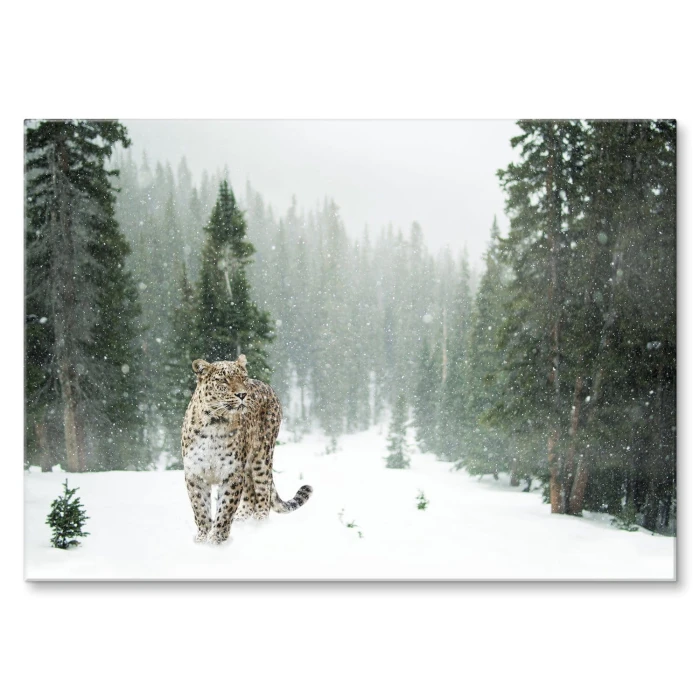 Poster metal Dziki kot w śniegu gift