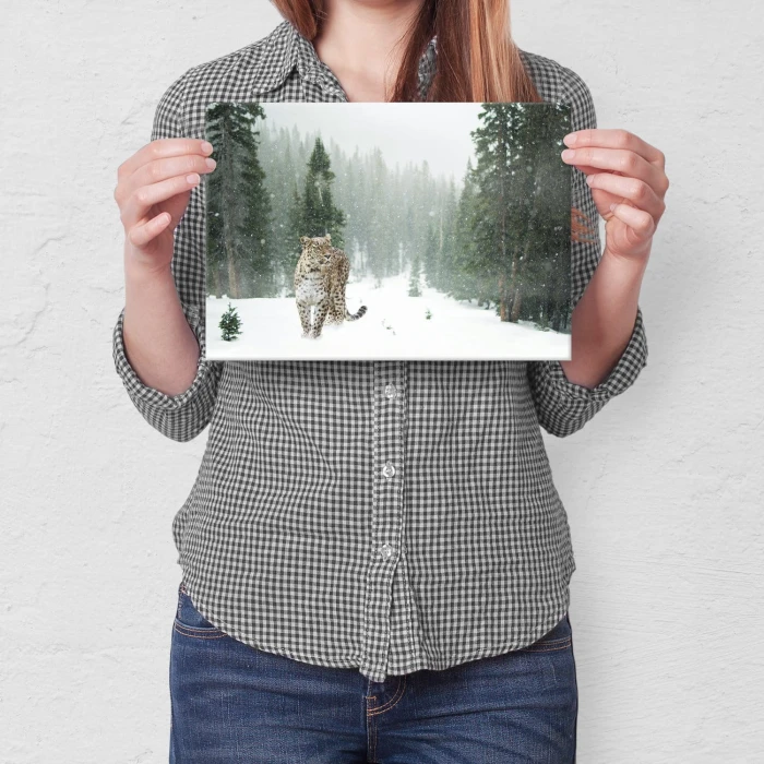 Poster metal Dziki kot w śniegu gift