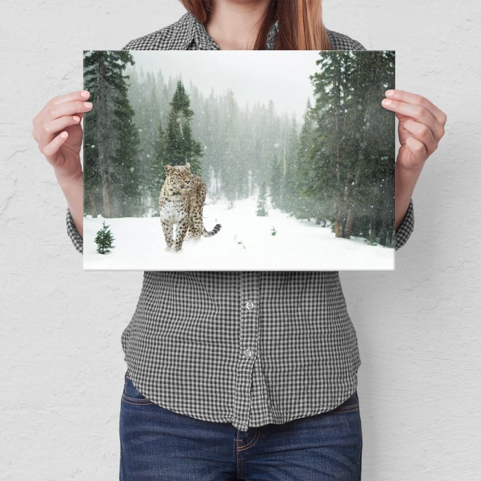 Poster metal Dziki kot w śniegu gift