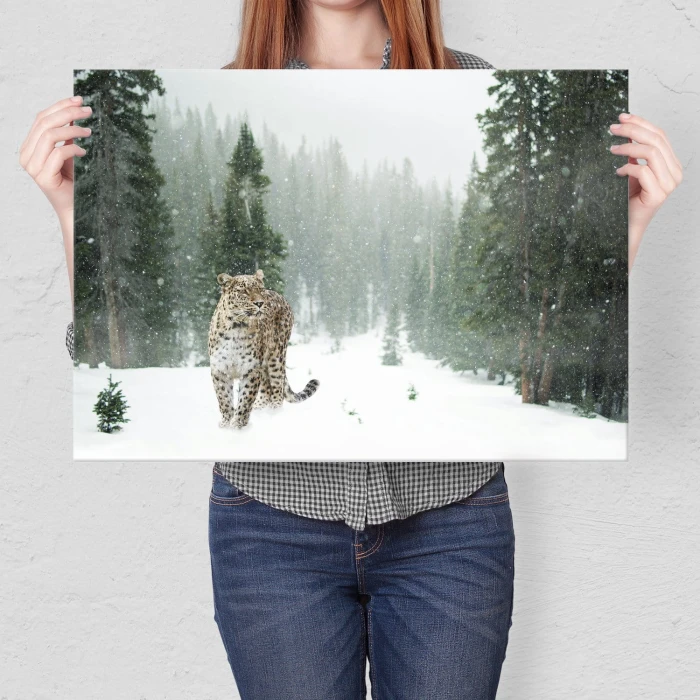 Poster metal Dziki kot w śniegu gift