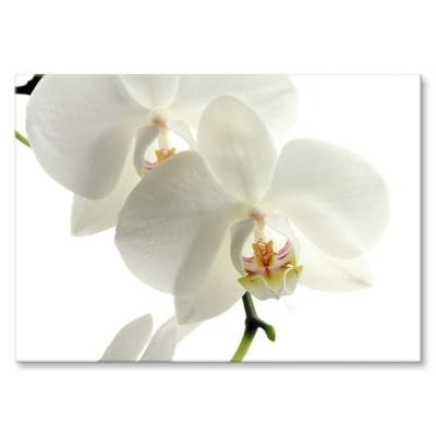Poster metal Storczyk Orchidea gift
