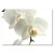 Poster metal Storczyk Orchidea gift