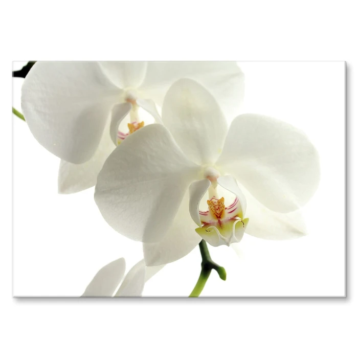 Plakat metalowy Storczyk Orchidea Prezent