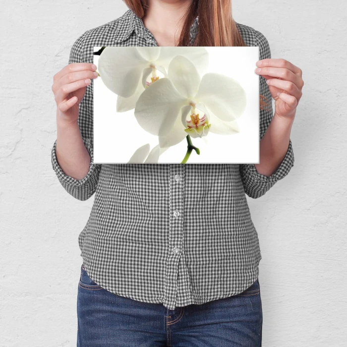 Poster metal Storczyk Orchidea gift