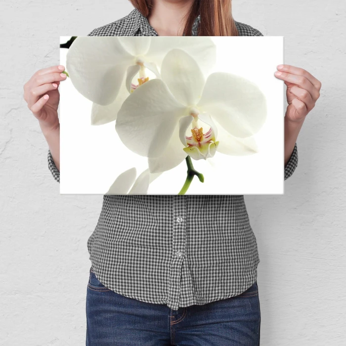Plakat metalowy Storczyk Orchidea Prezent