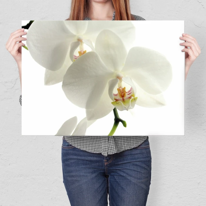 Poster metal Storczyk Orchidea gift