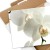 Plakat metalowy Storczyk Orchidea Prezent