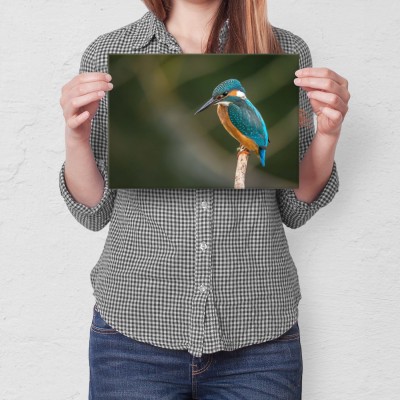 Plakat metalowy Piękny barwny ptak Prezent