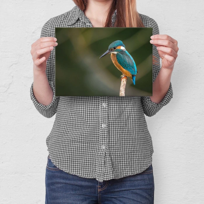 Plakat metalowy Piękny barwny ptak Prezent