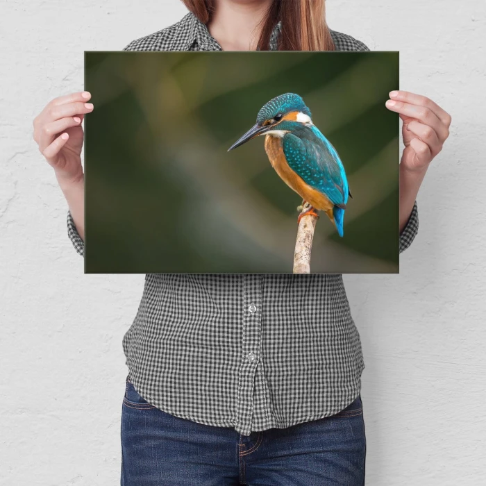 Plakat metalowy Piękny barwny ptak Prezent