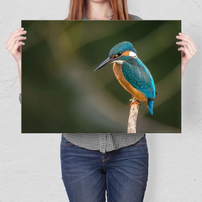 Plakat metalowy Piękny barwny ptak Prezent