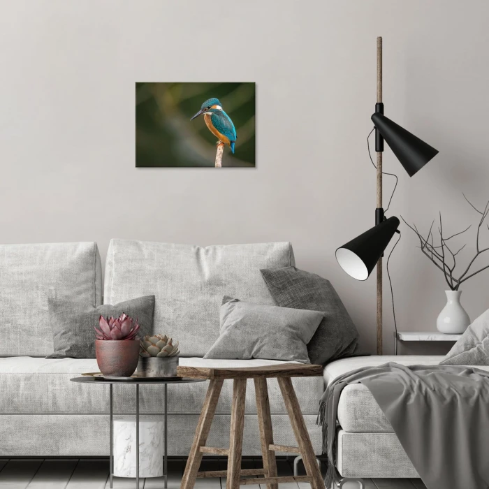 Plakat metalowy Piękny barwny ptak Prezent