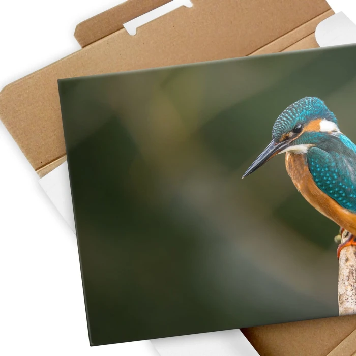 Plakat metalowy Piękny barwny ptak Prezent