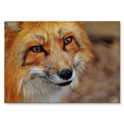 Poster metal Spojrzenie lisa gift