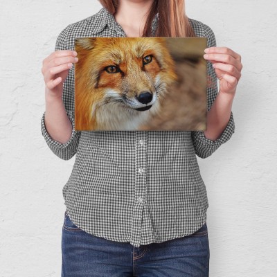 Poster metal Spojrzenie lisa gift