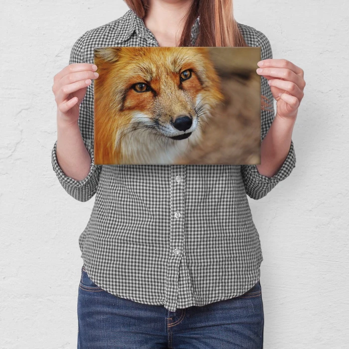Poster metal Spojrzenie lisa gift