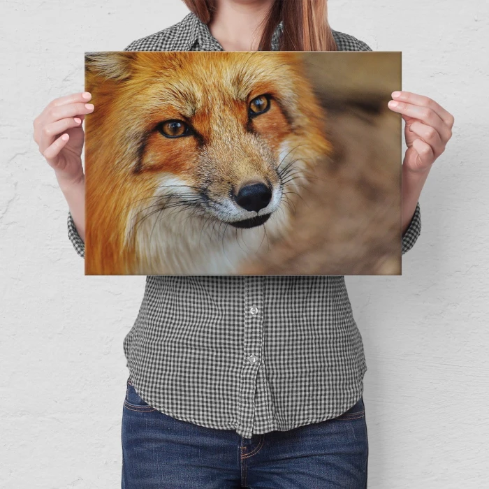 Poster metal Spojrzenie lisa gift