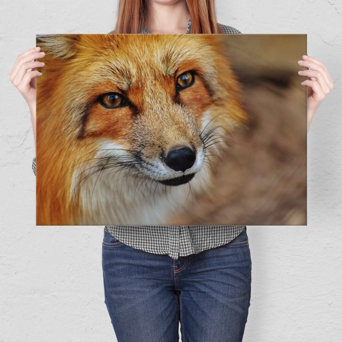 Poster metal Spojrzenie lisa gift
