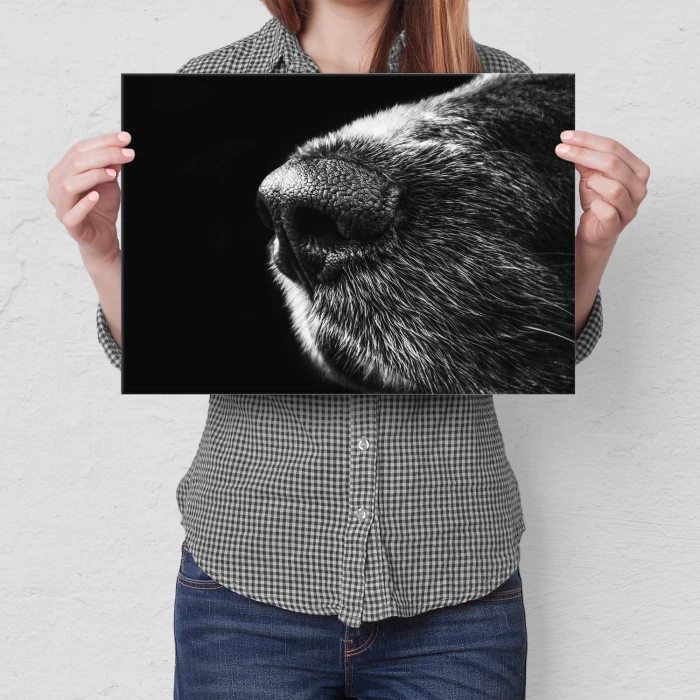Plakat metalowy Psi nos Prezent