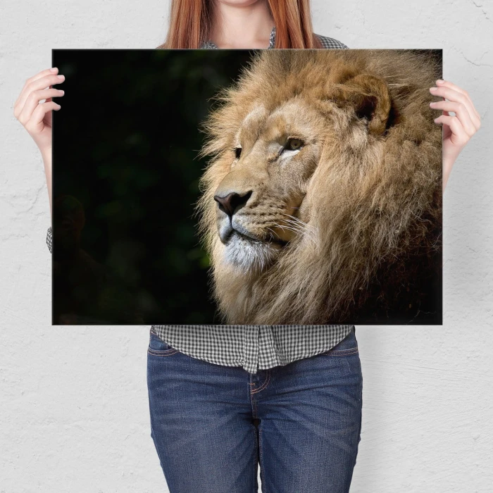 Poster metal Król lew gift