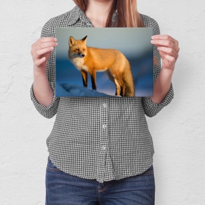 Plakat metalowy Pan lisek Prezent