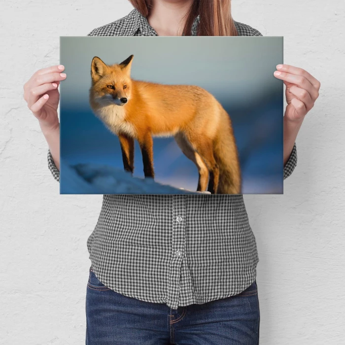 Plakat metalowy Pan lisek Prezent