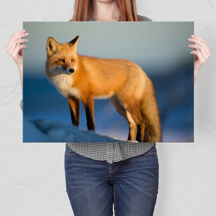 Poster metal Pan lisek gift
