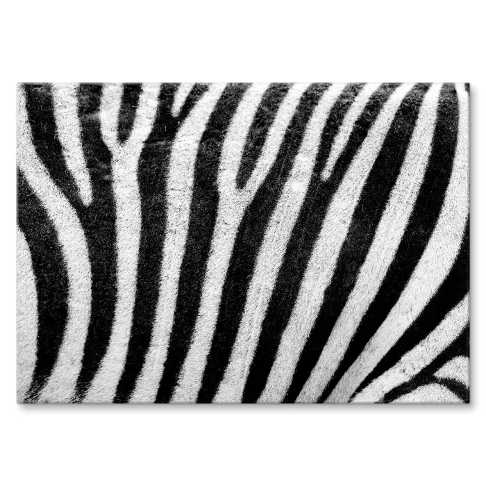 Poster metal Zebra w paski gift