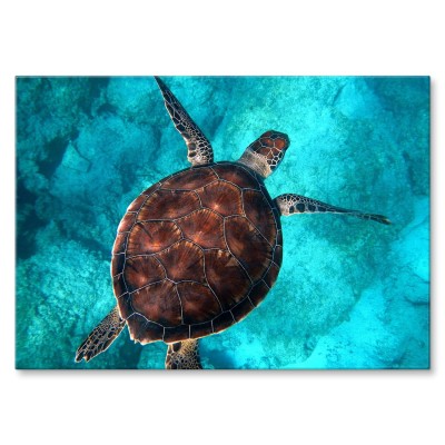 Poster metal Żółw w oceanie gift