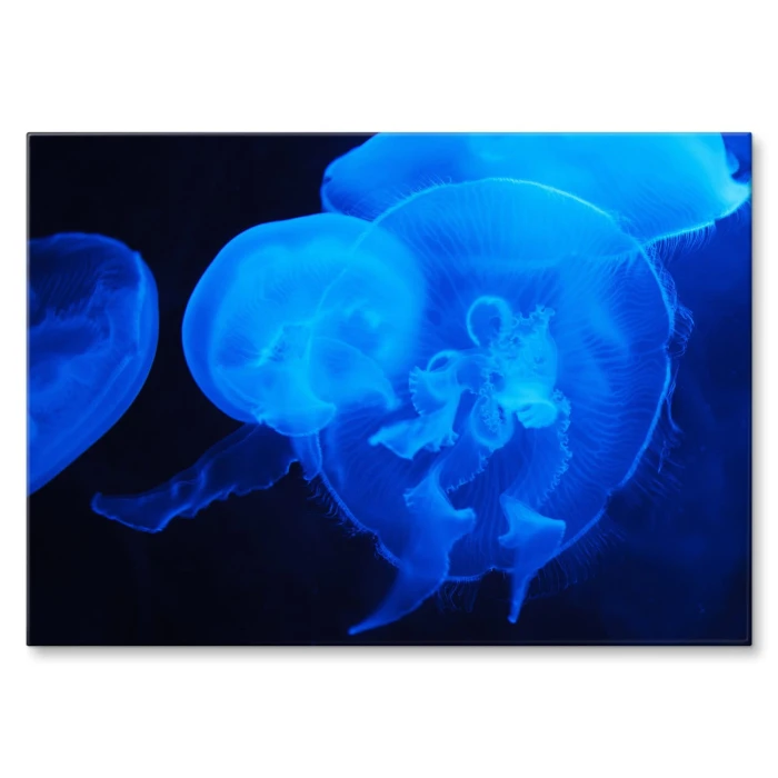 Plakat metalowy Meduzy w ciemności Prezent