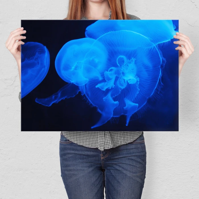 Poster metal Meduzy w ciemności gift