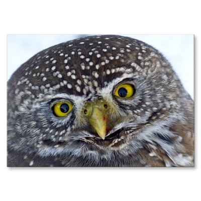 Plakat metalowy Big owl Prezent