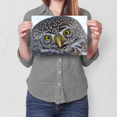 Plakat metalowy Big owl Prezent
