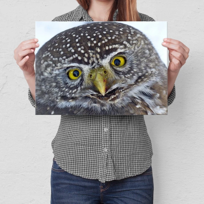 Plakat metalowy Big owl Prezent